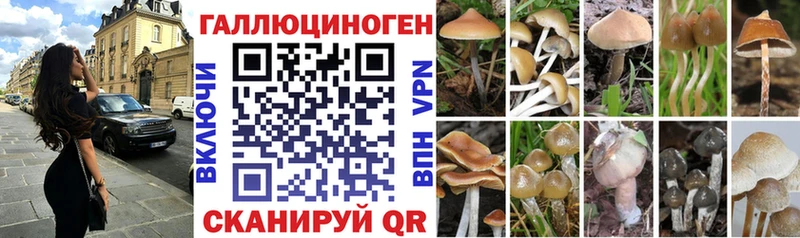 закладки  Михайловск  Псилоцибиновые грибы Psilocybine cubensis 